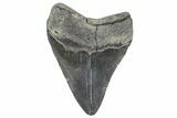 Bargain, Fossil Megalodon Tooth - Georgia #338703-1